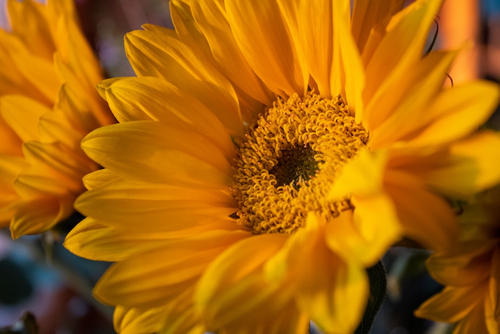 a close up of a sunflower with a blurry background