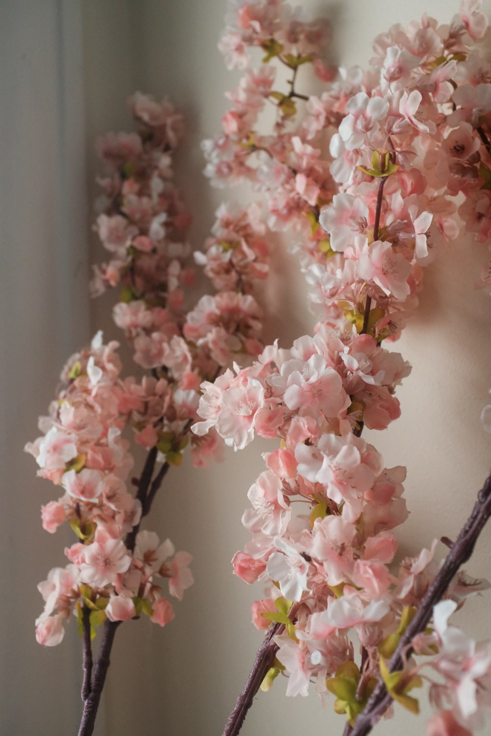 a close up of a bunch of pink flowers