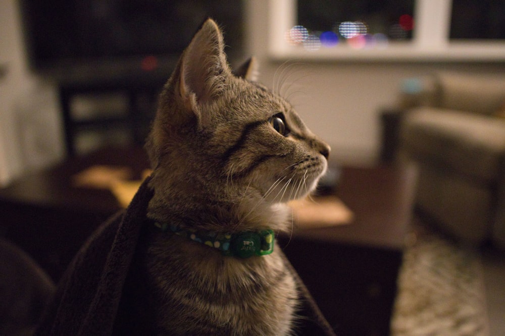 a cat with a green collar sitting on a couch