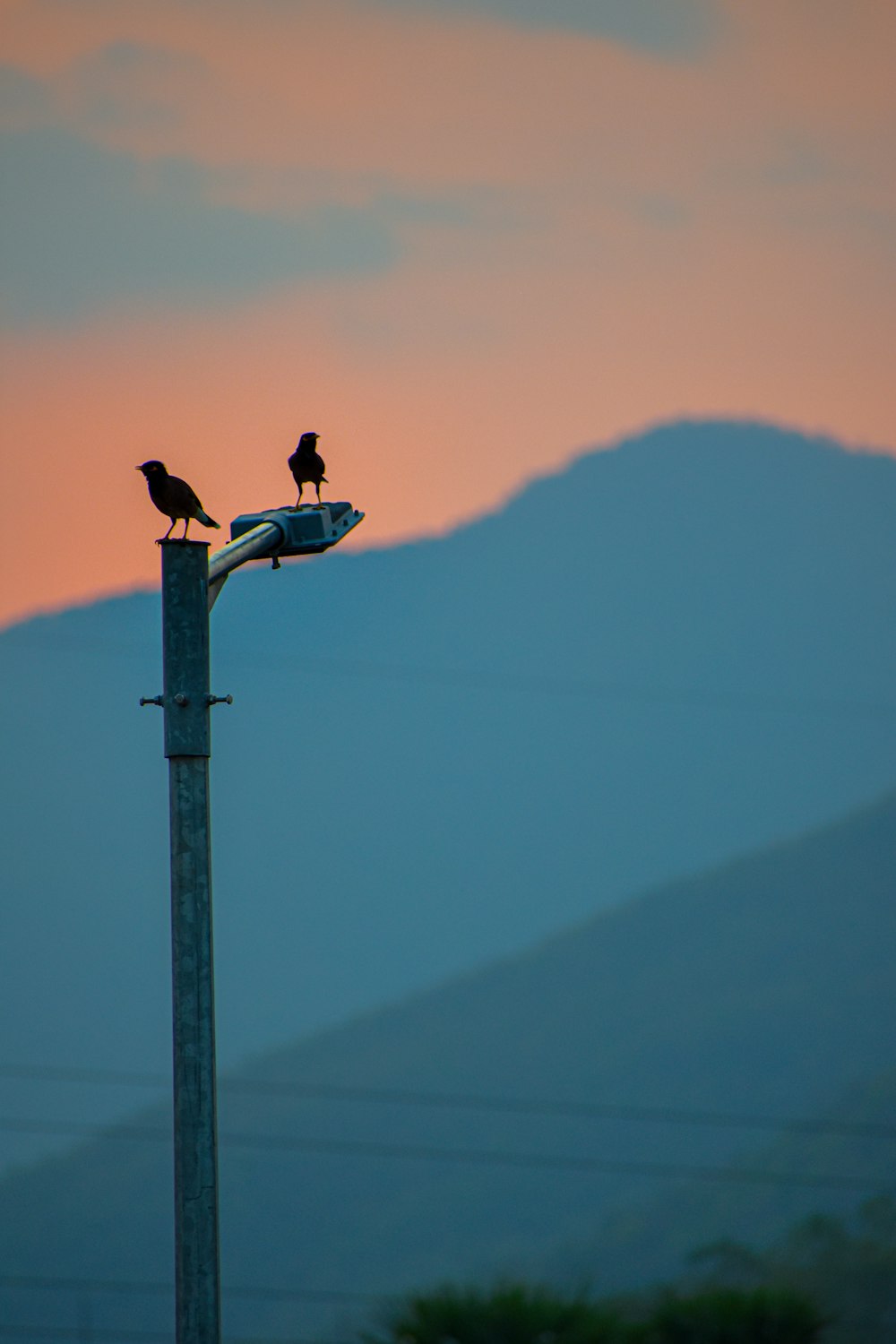 two birds sitting on top of a street light
