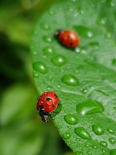 A tiny ladybug perched on a fresh leaf with water droplets