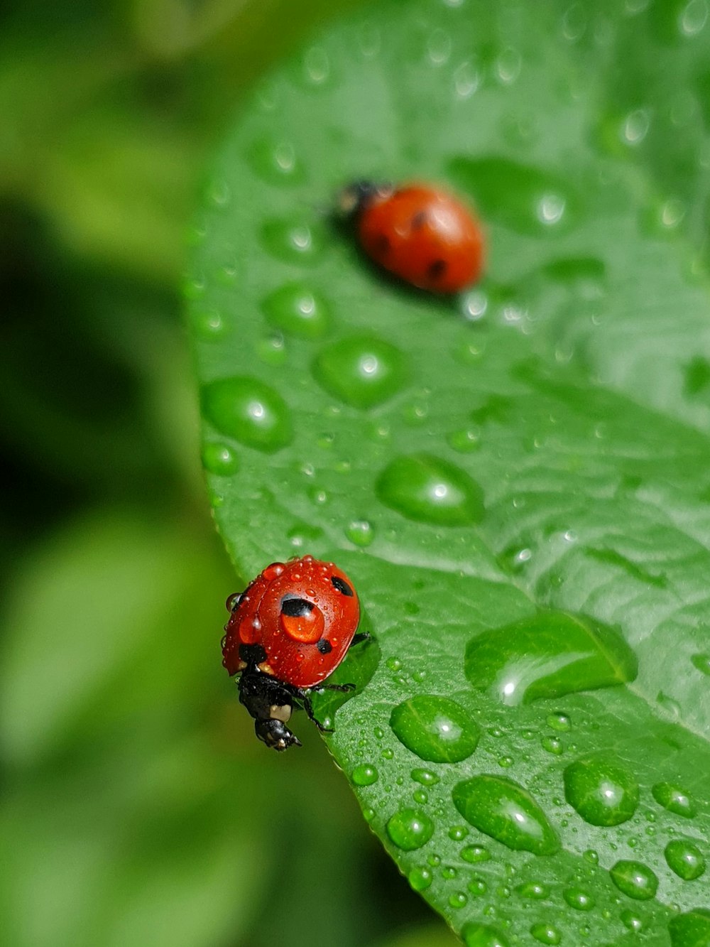 two ladybugs sitting on a green leaf in the rain
