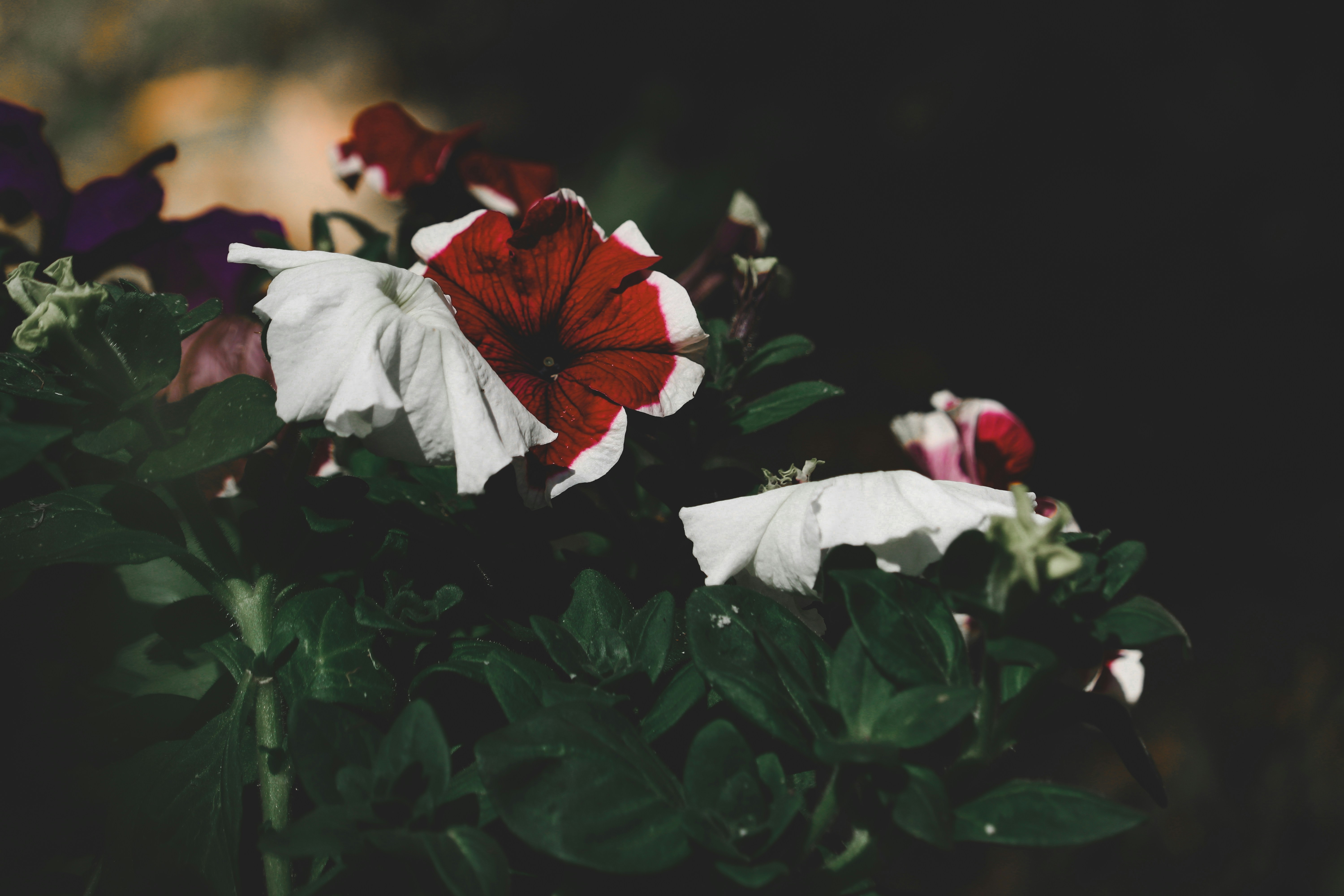 Photo by udayagastya77