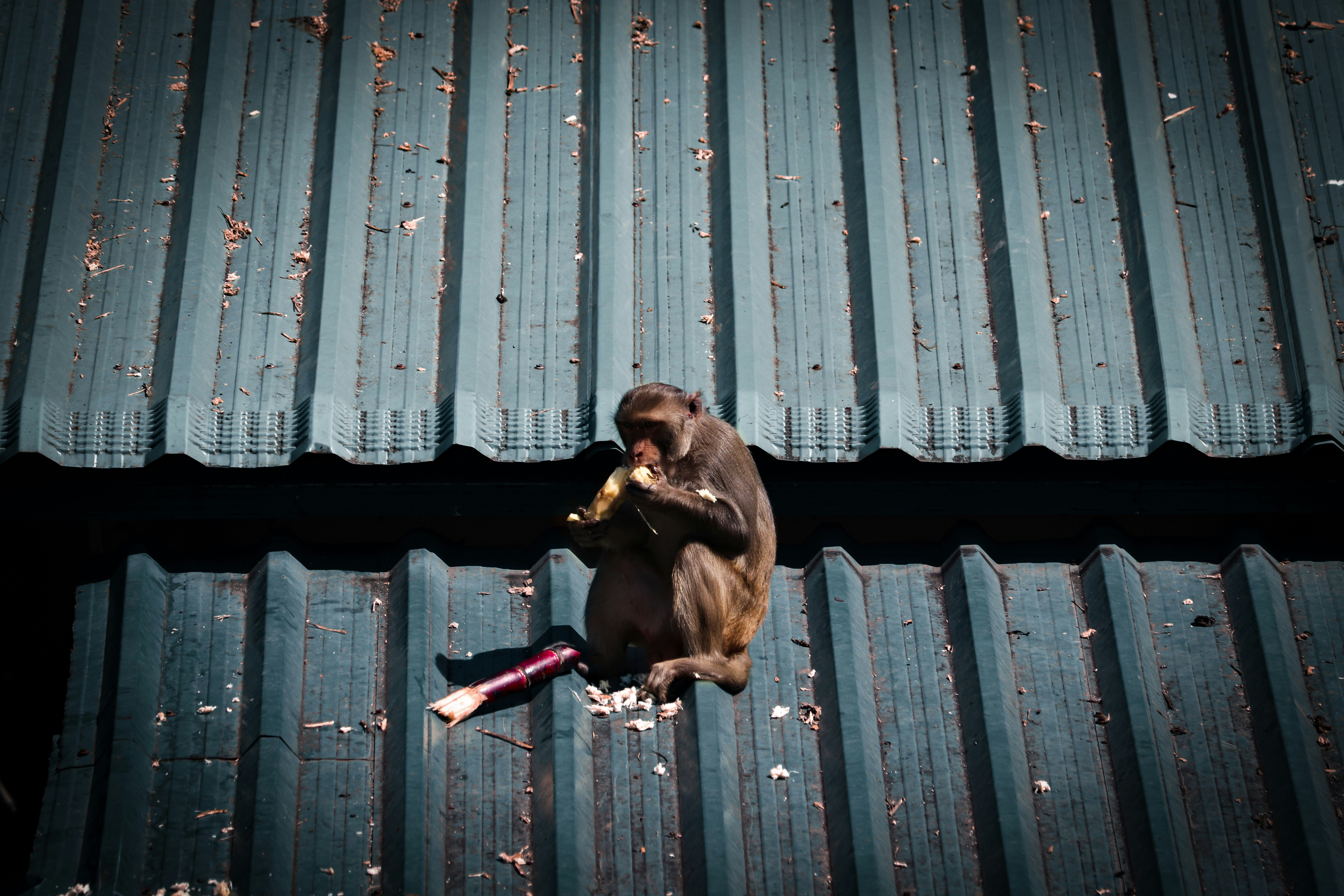 Brown monkey perched on a blue corrugated roof with scattered debris. The composition emphasizes the animal against the repetitive roof lines.