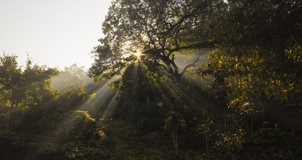 the sun is shining through the trees in the forest