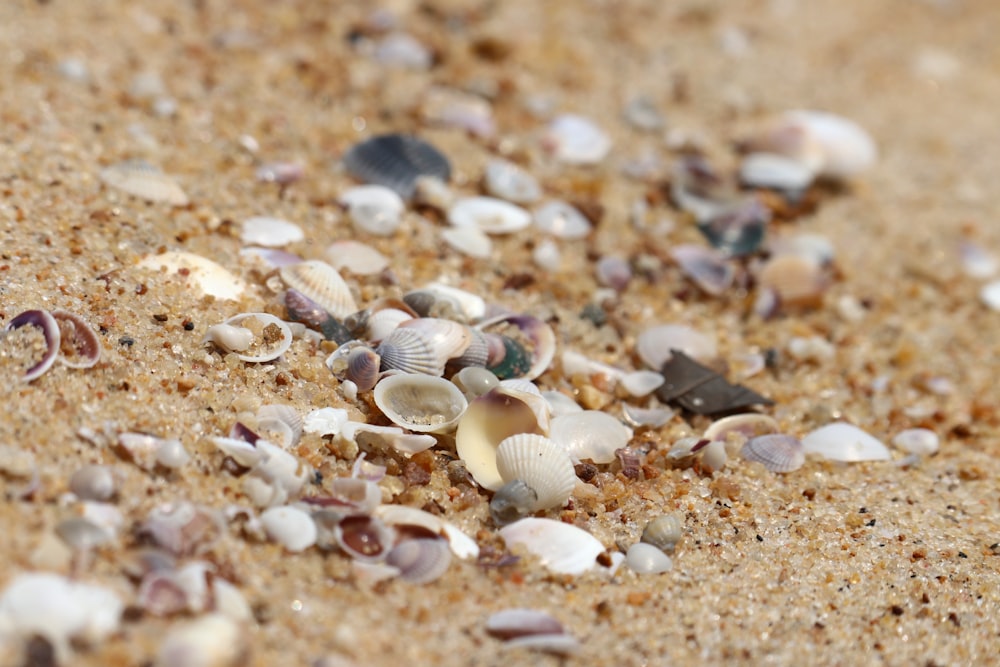 a bunch of seashells that are laying on the sand