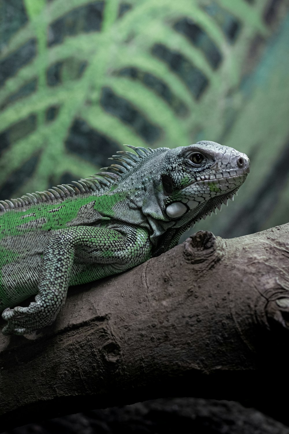 a green and black lizard sitting on a branch
