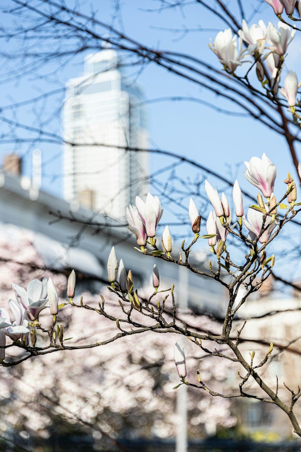 a tree with white flowers in front of a city skyline