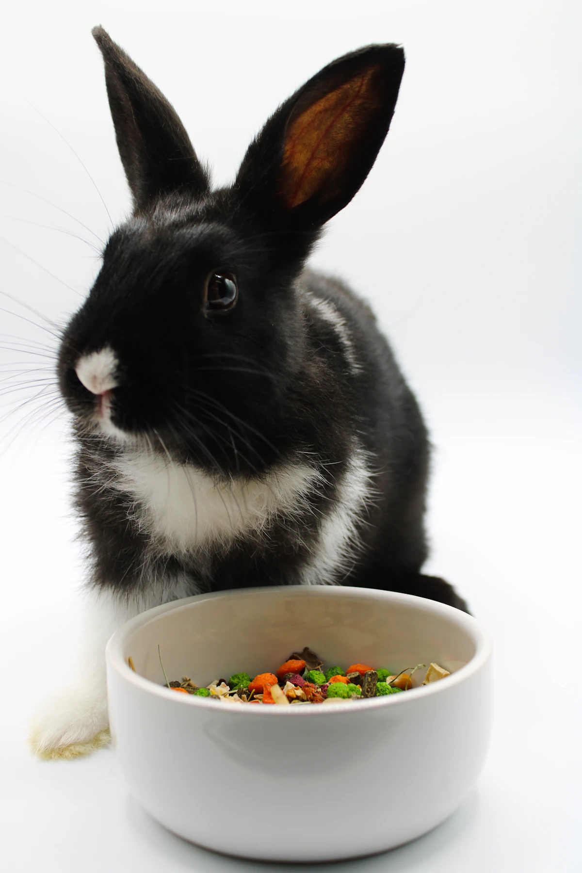 Conejo blanco y negro comiendo de un cuenco