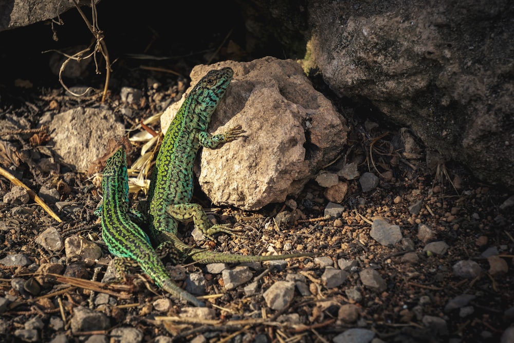 a green lizard sitting on top of a rocky ground
