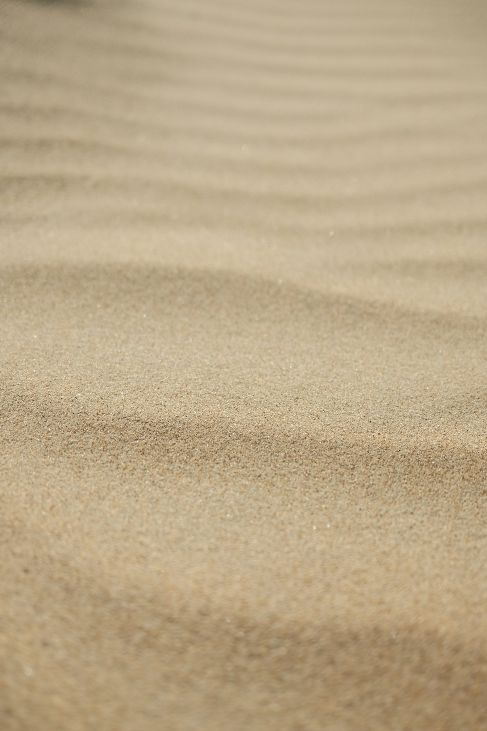 Un gros plan de sable