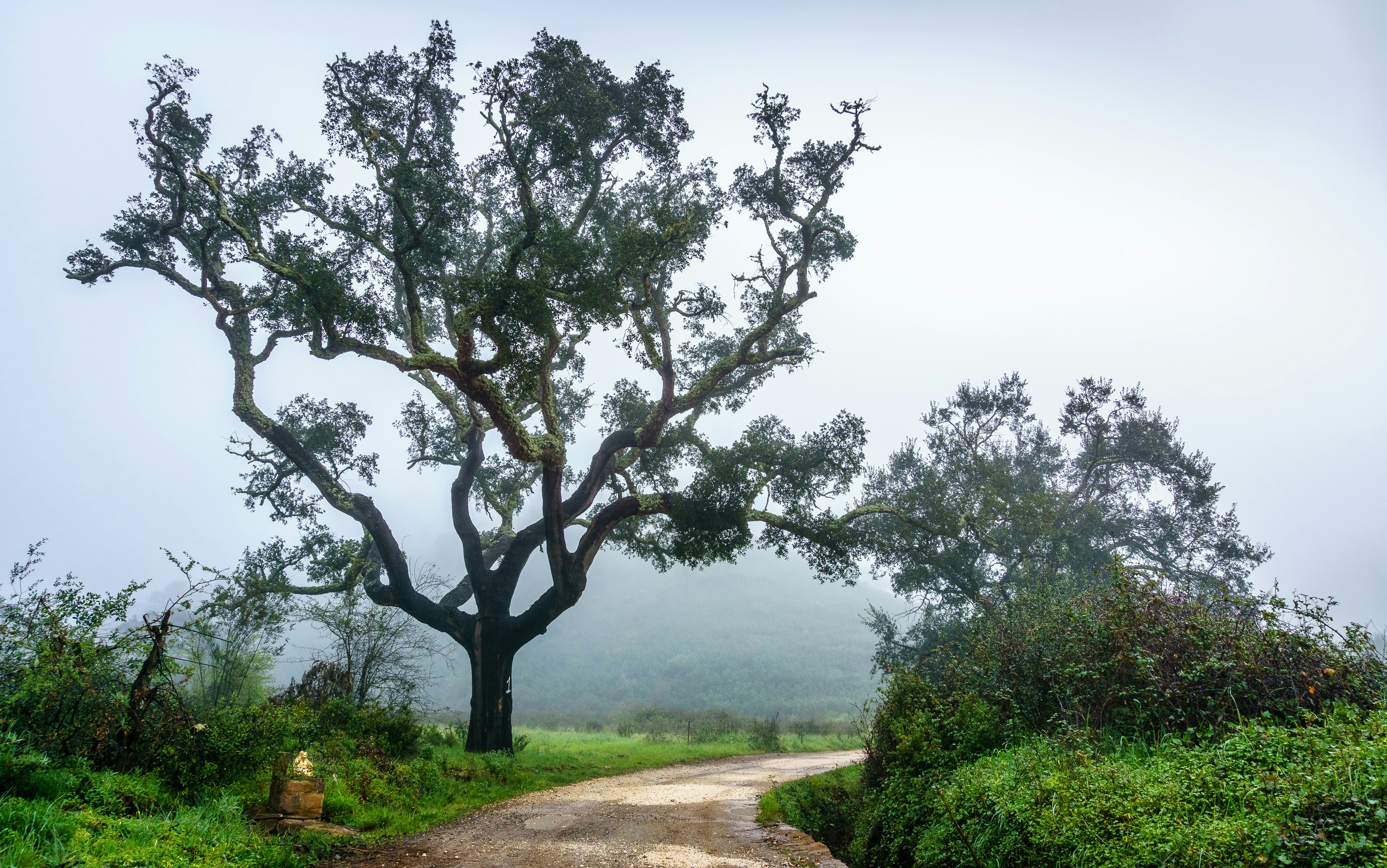 a dirt road with a tree on the side of it