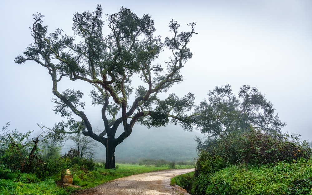 a dirt road with a tree on the side of it