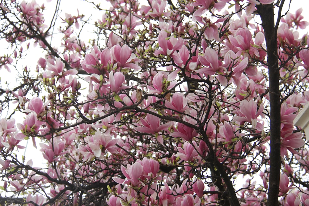 a tree with lots of pink flowers on it