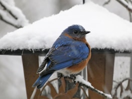 a blue bird is sitting on a branch in the snow
