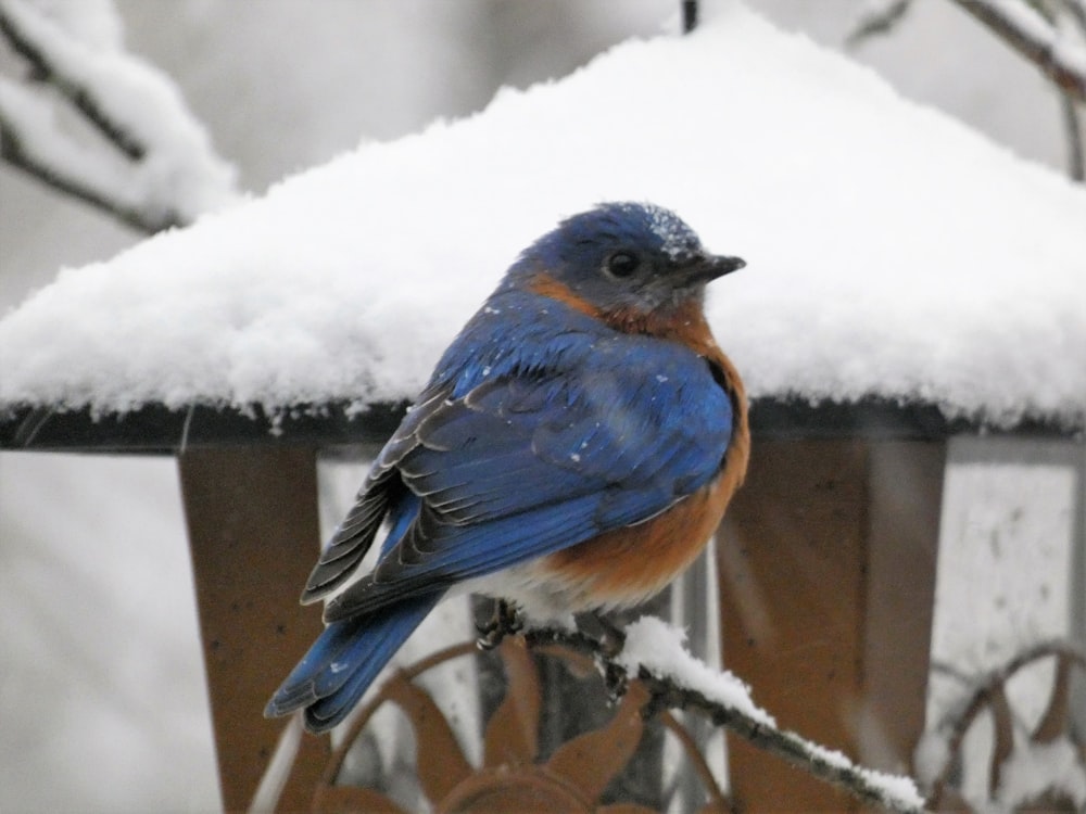 a blue bird is sitting on a branch in the snow