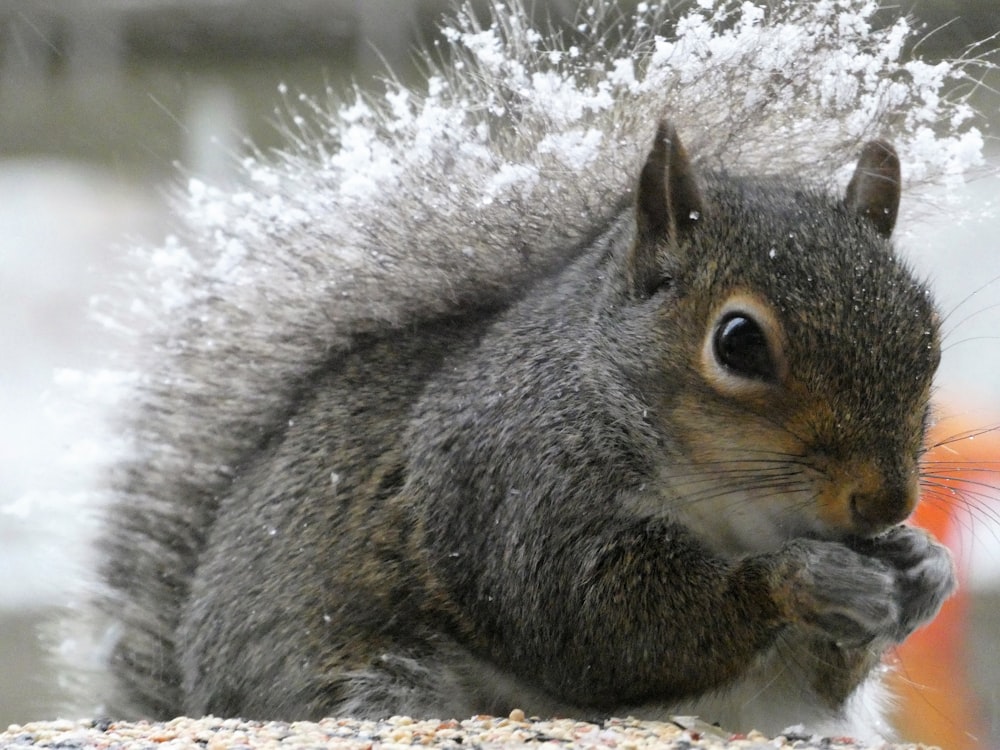 a squirrel is sitting on a rock eating a nut