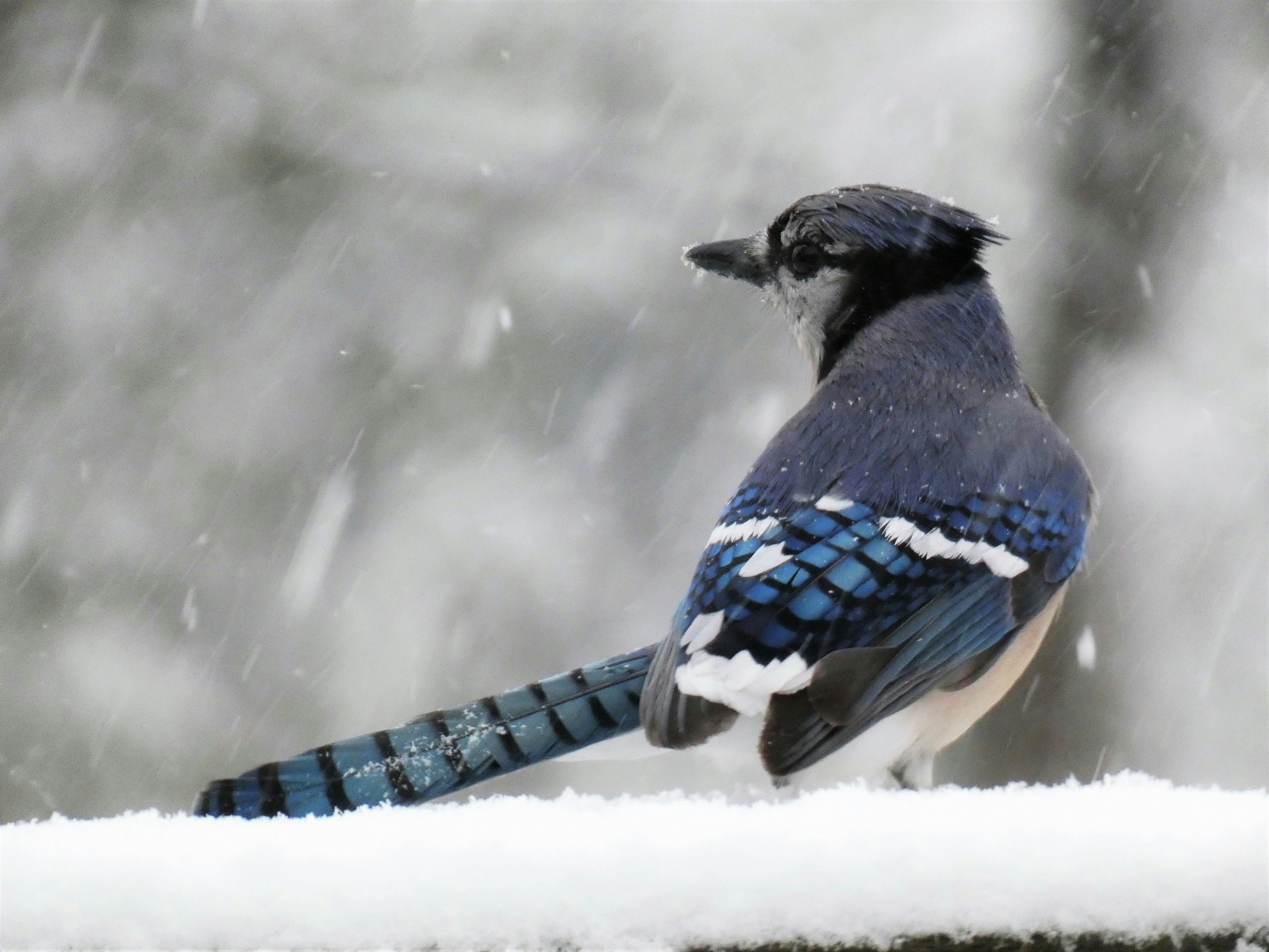 A blue bird sitting on top of a snow covered roof photo – Free Grey ...