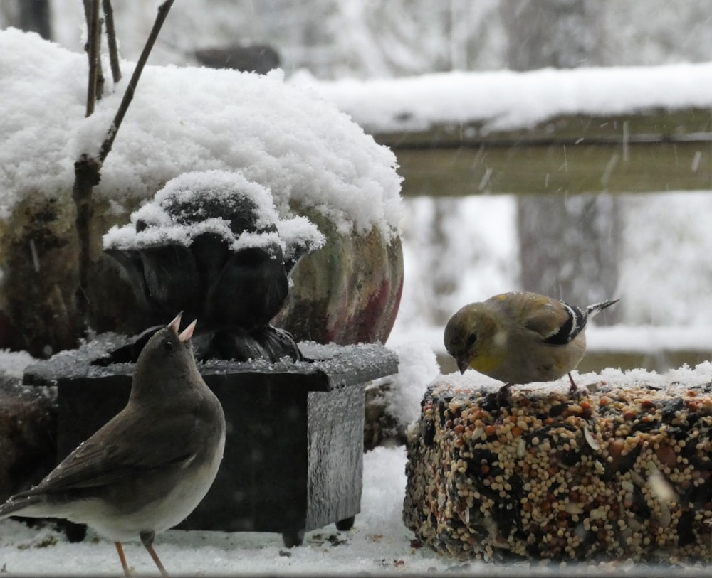 um par de pássaros que estão de pé na neve
