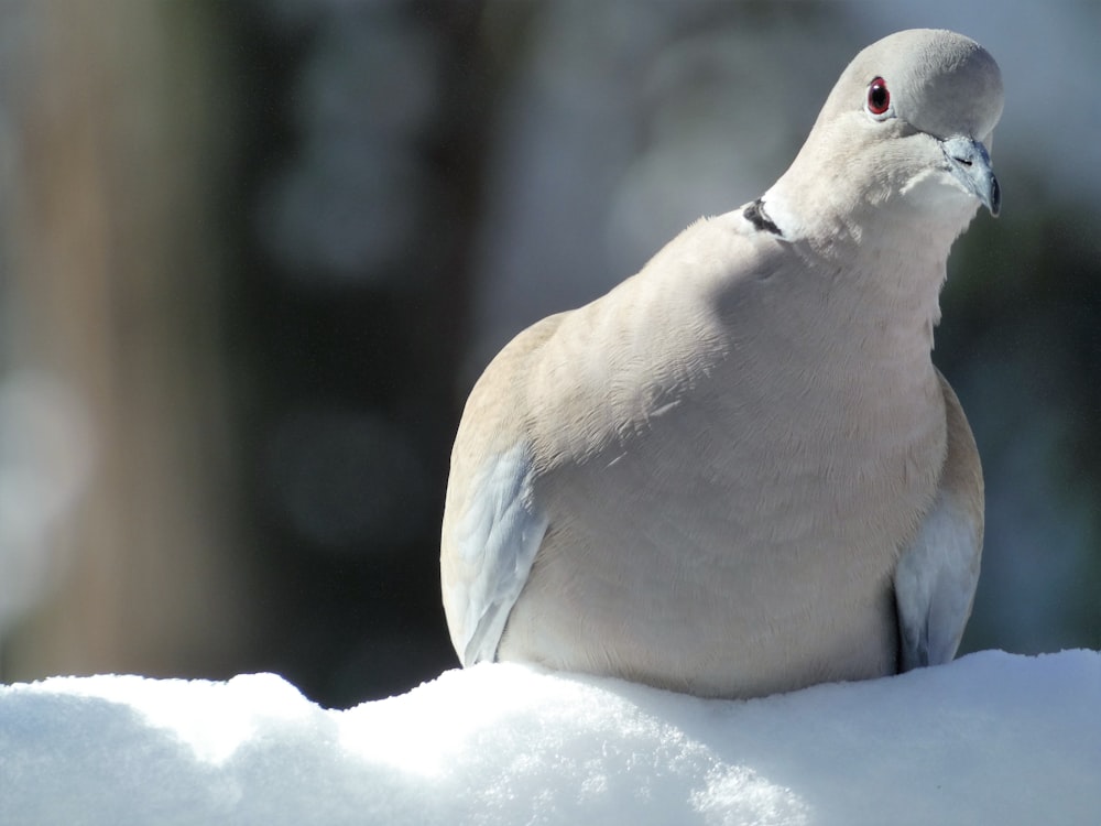 a white bird sitting on top of a pile of snow