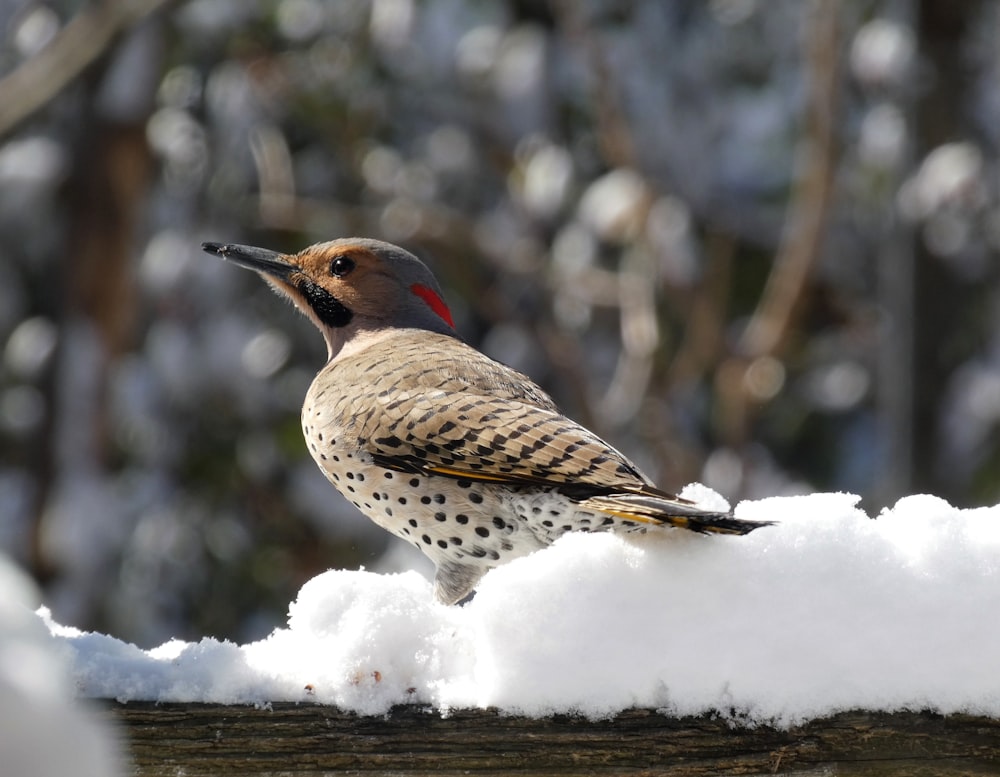 a bird sitting on a piece of wood in the snow