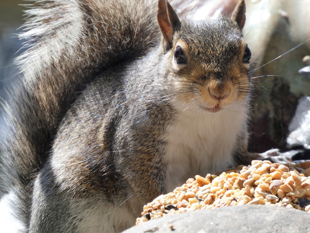 a close up of a squirrel near a pile of food