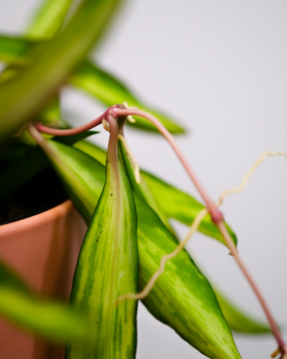 Un primer plano de una planta en una maceta