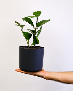 A hand holding a potted plant with succulent-like, heart-shaped green leaves against a plain white background. The pot is dark and the plant appears healthy and well-cared-for.