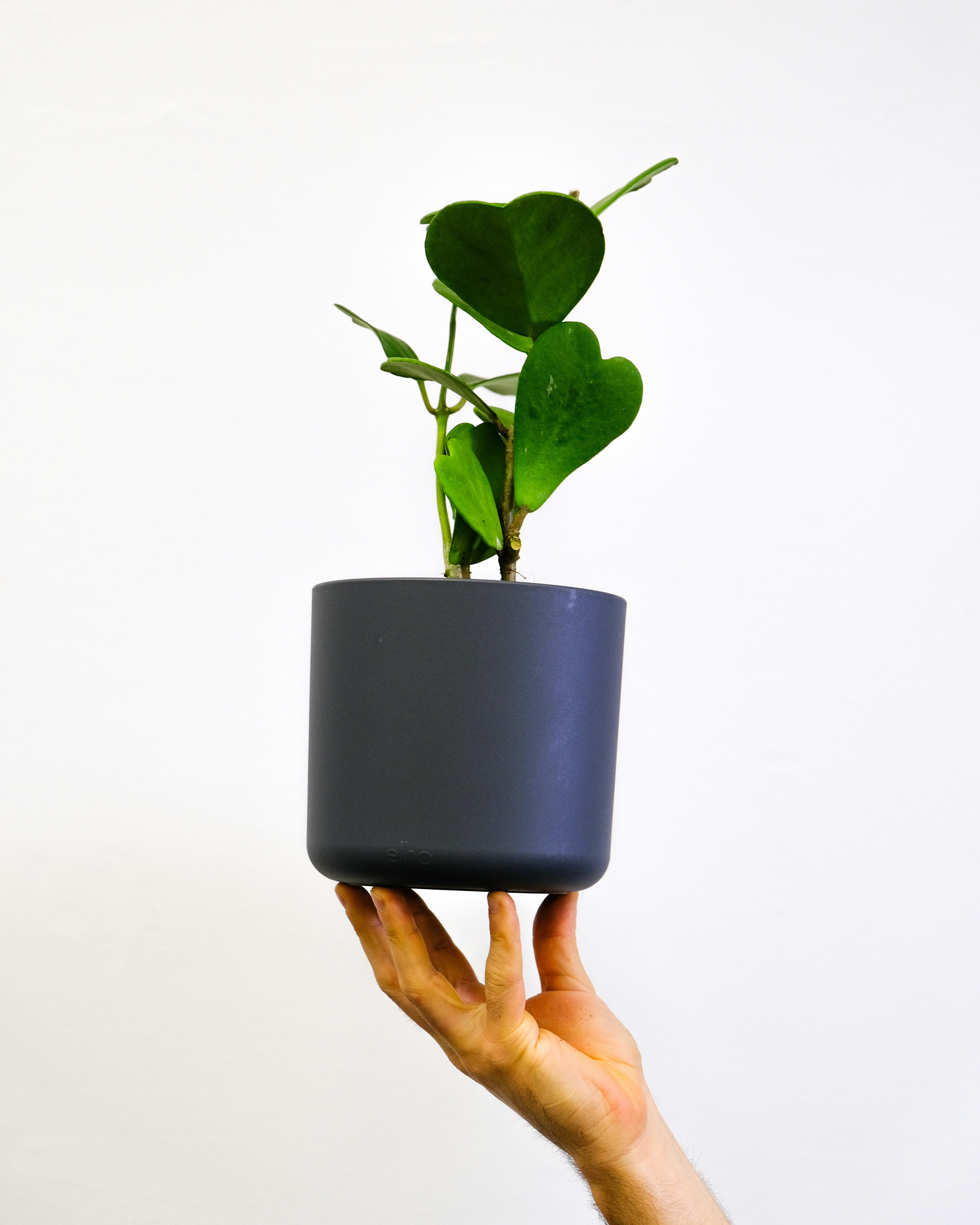 Photo by feeypflanzen