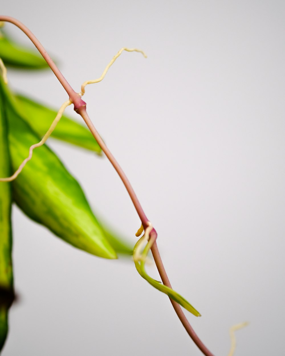 a close up of a plant with a white background