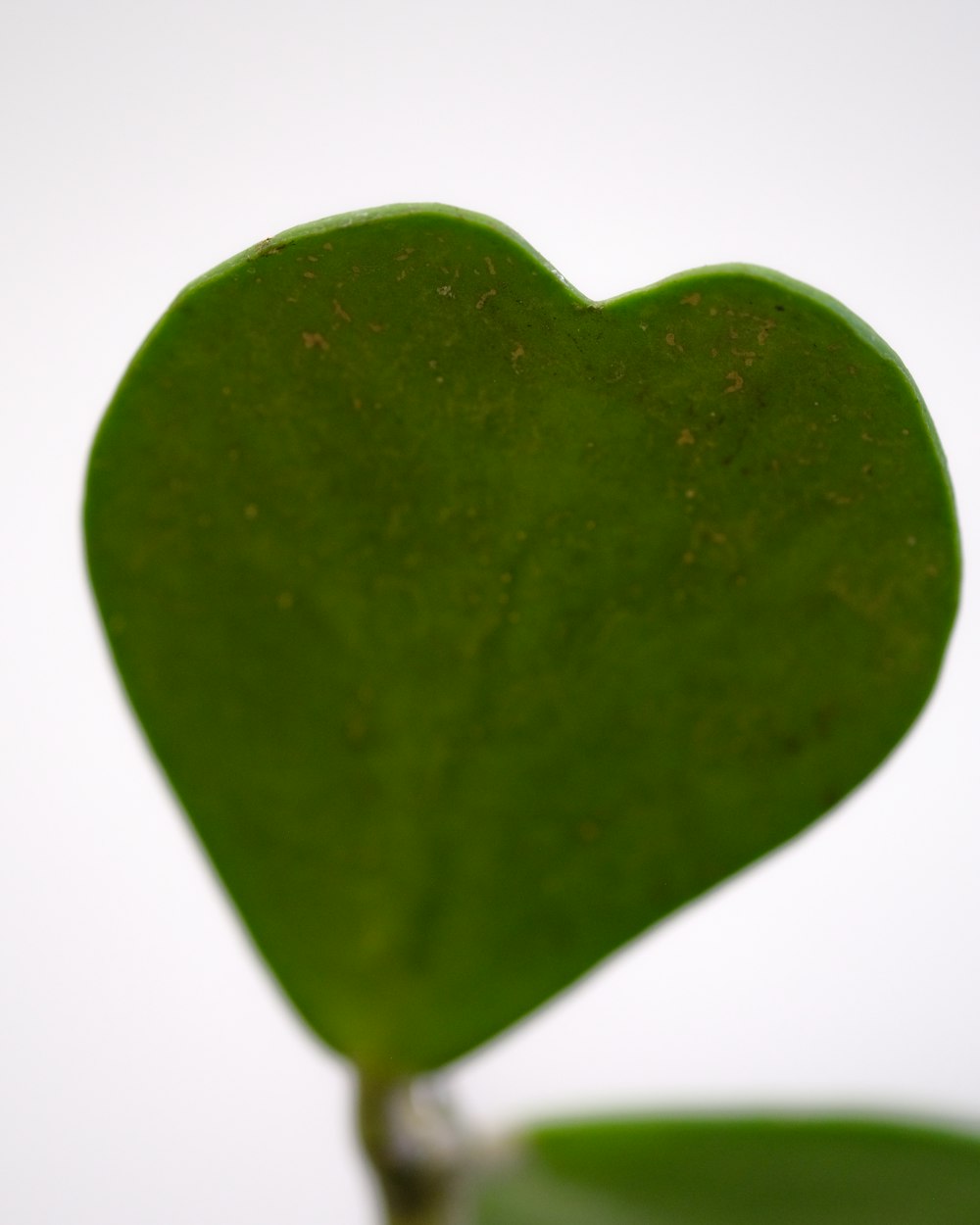 Una planta verde en forma de corazón con un fondo blanco