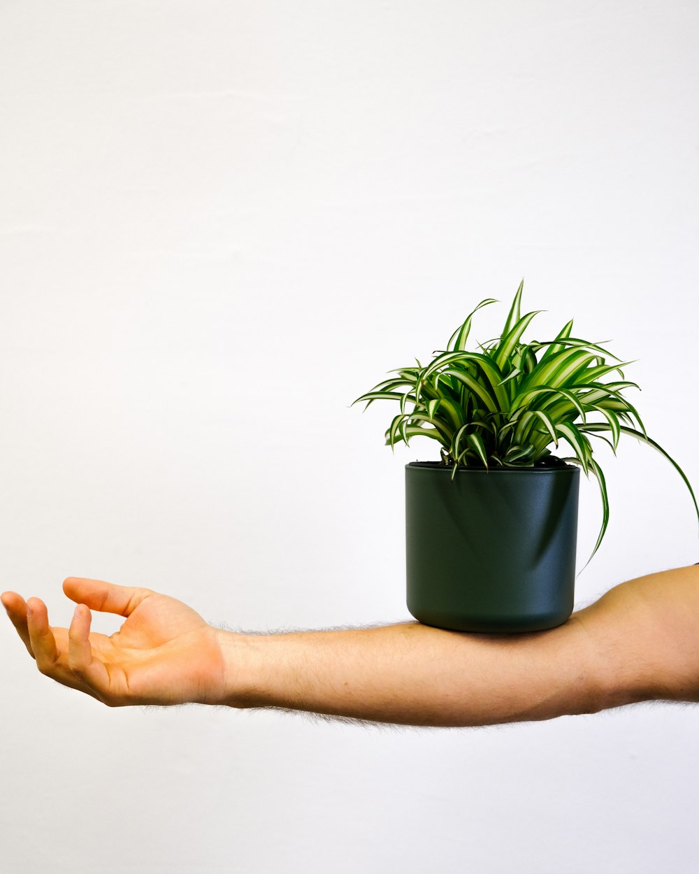 Una mano sosteniendo una planta en maceta sobre un fondo blanco