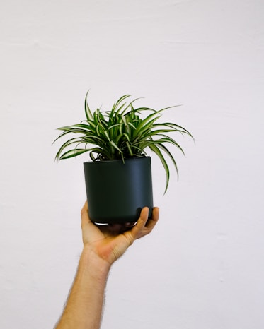 a hand holding a potted plant on a white wall