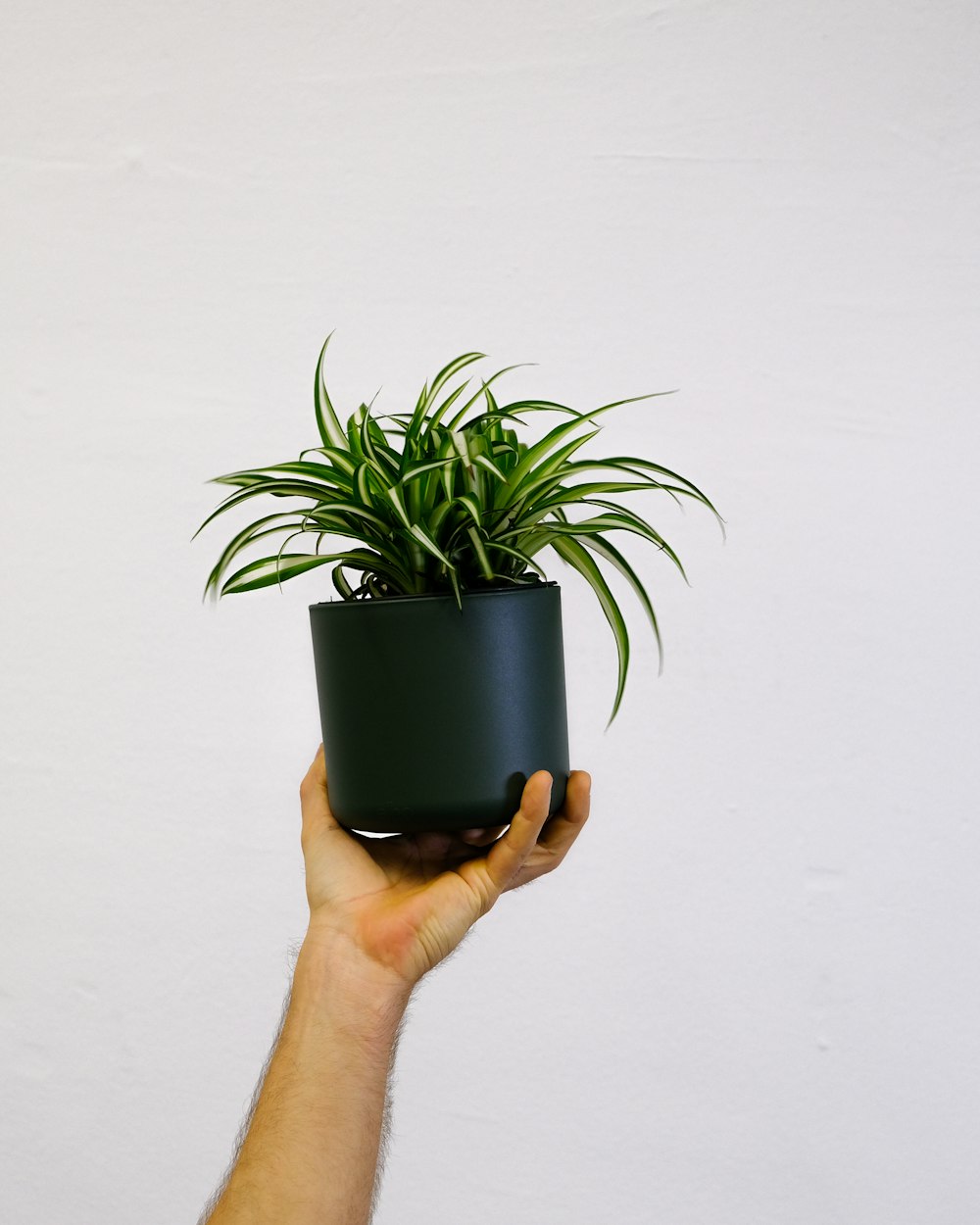 Una mano sosteniendo una planta en maceta en una pared blanca