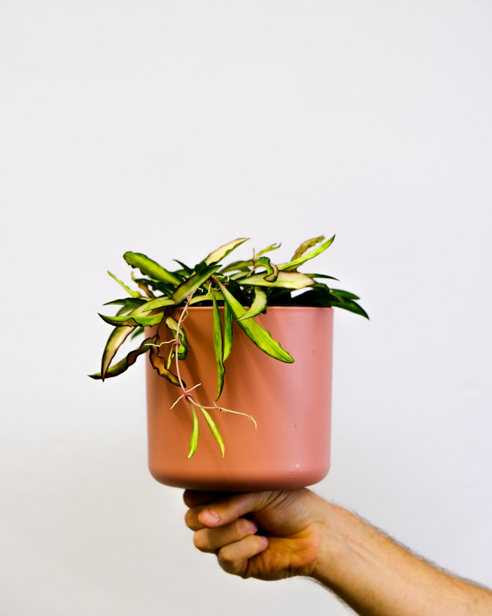 a hand holding a pink pot with a plant in it