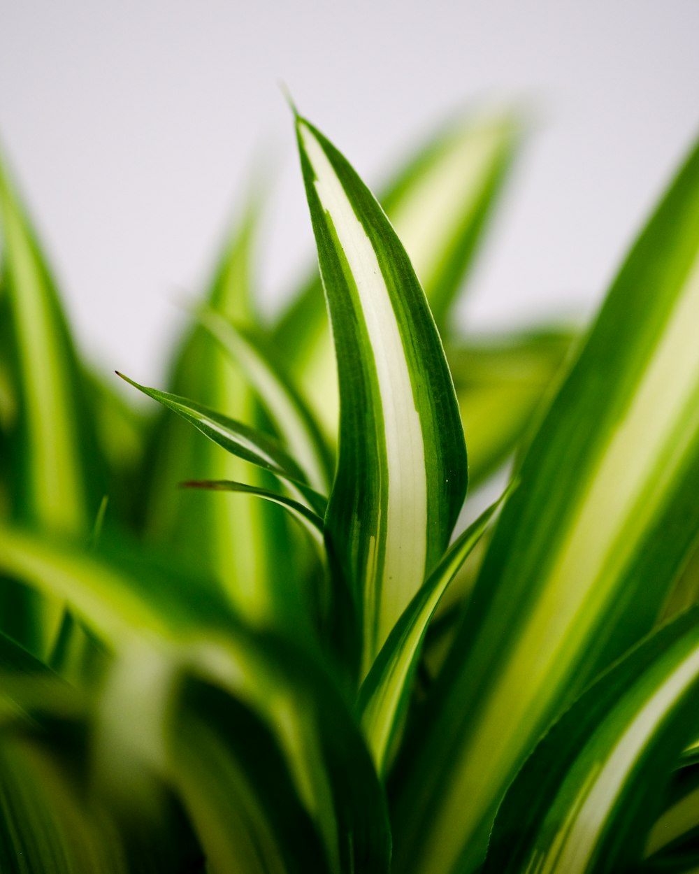 a close up of a green plant with white stripes