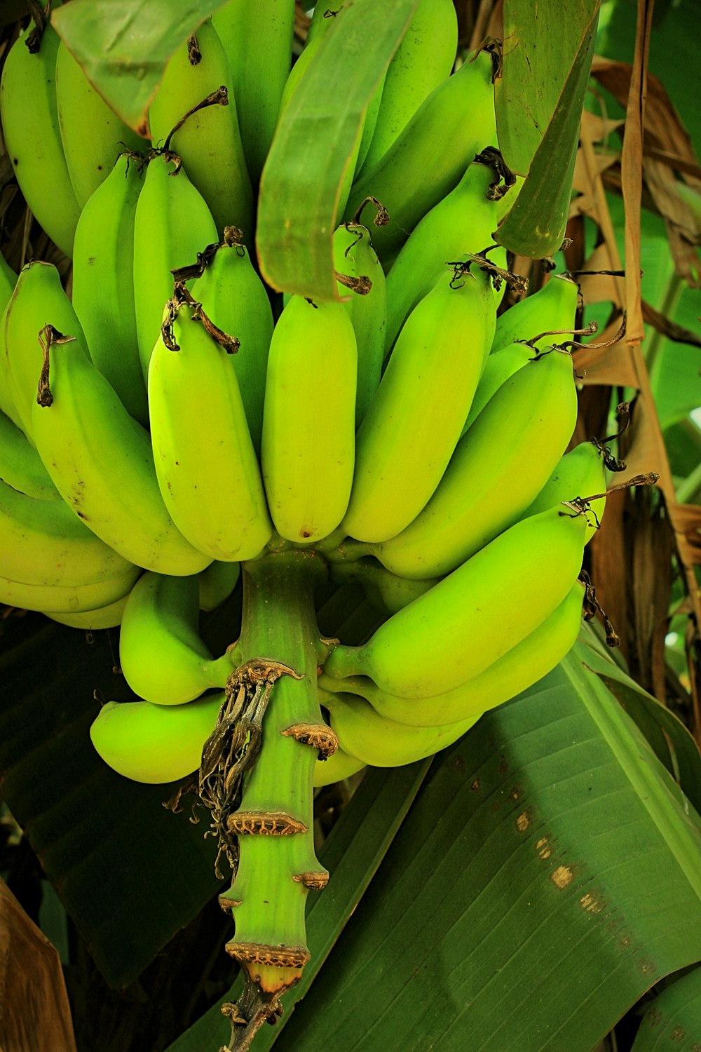 Ein Haufen grüner Bananen, die an einem Baum hängen