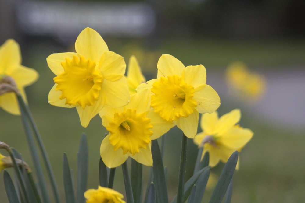 a bunch of yellow flowers that are in the grass