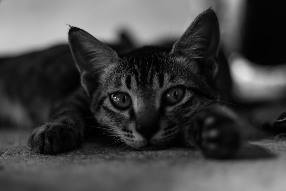 a black and white photo of a cat laying on the floor