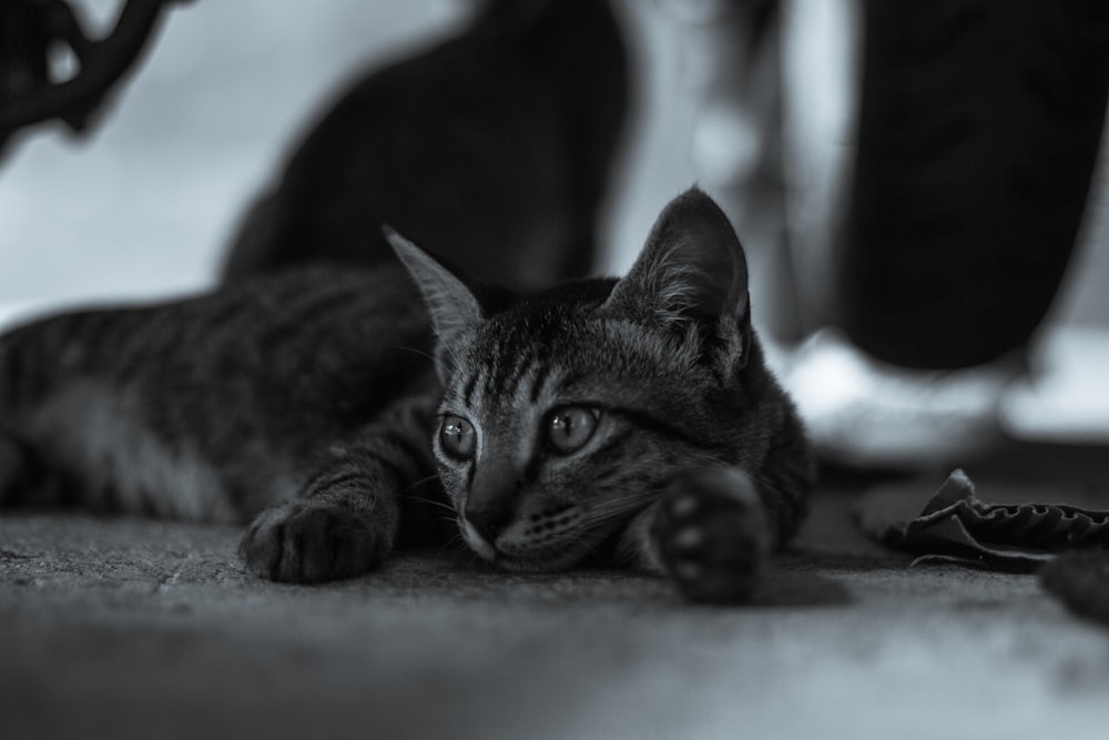 a black and white photo of a cat laying on the floor