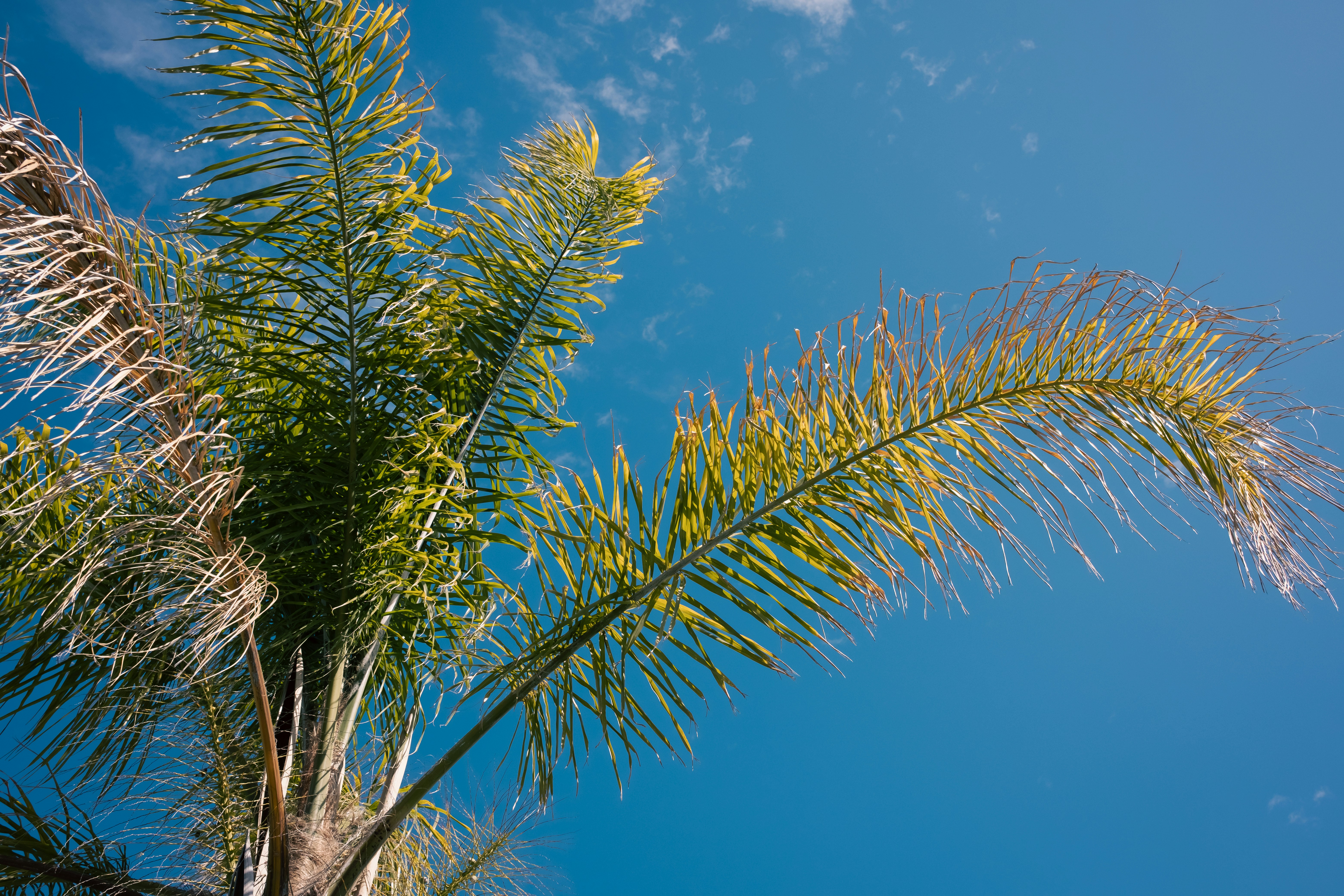 Grand palmier se dressant devant un ciel bleu azur illustrant le climat chaud américain
