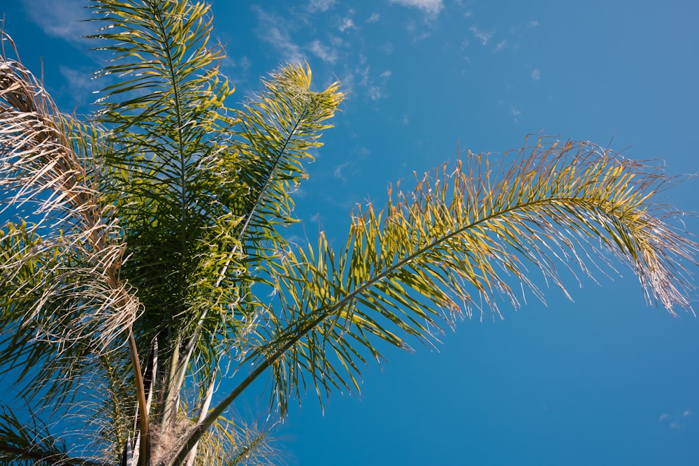 a palm tree with a blue sky in the background