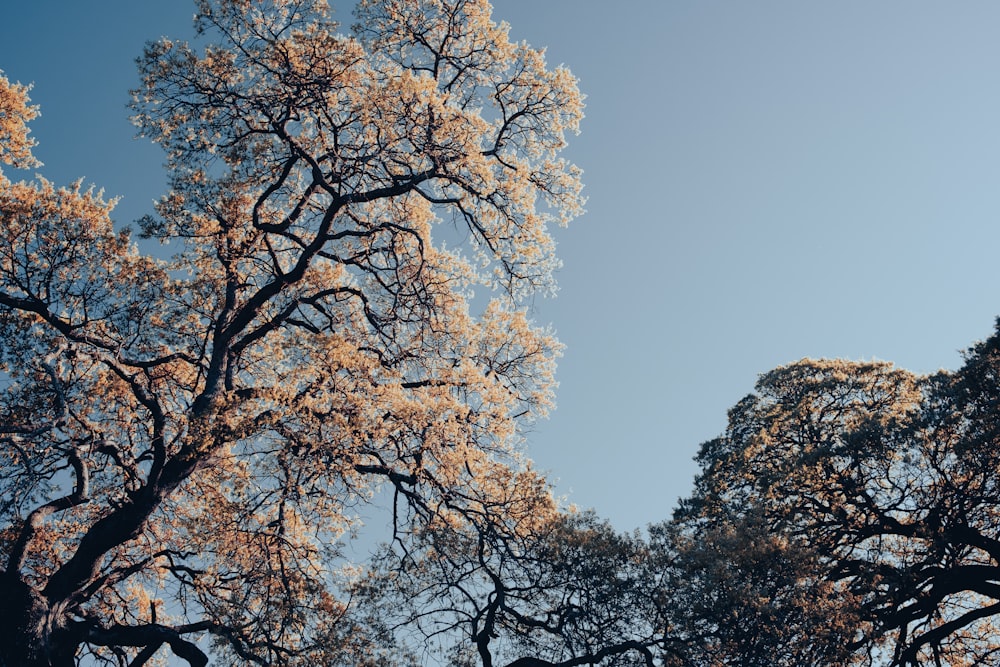 a group of trees that are next to each other