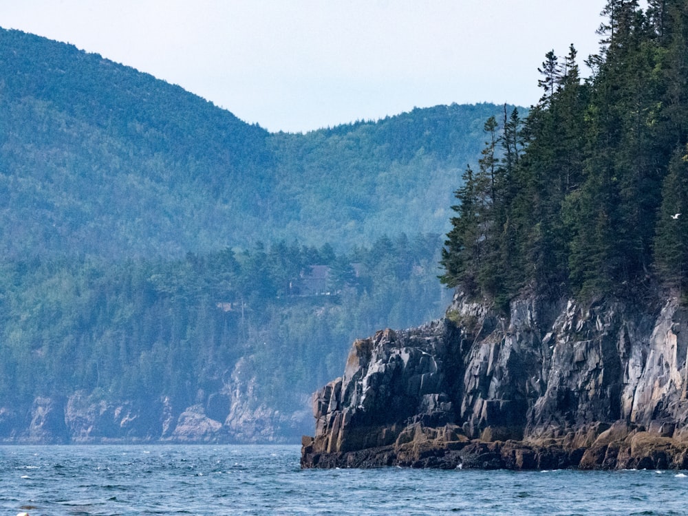 a large body of water surrounded by a forest