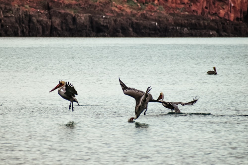 a flock of birds flying over a body of water