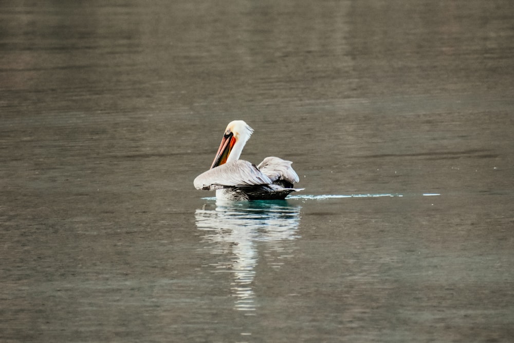 a pelican floating on the water with its wings spread