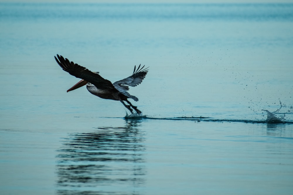 Ein großer Vogel fliegt über ein Gewässer