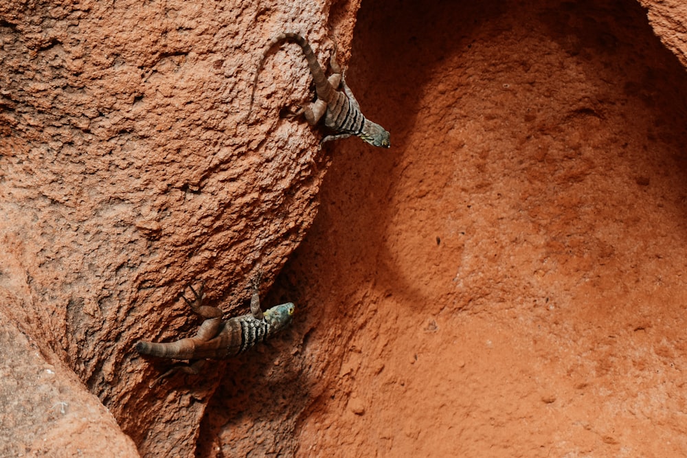 Un par de lagartos que están sentados en una roca