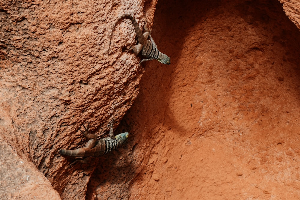 a couple of lizards that are sitting on a rock