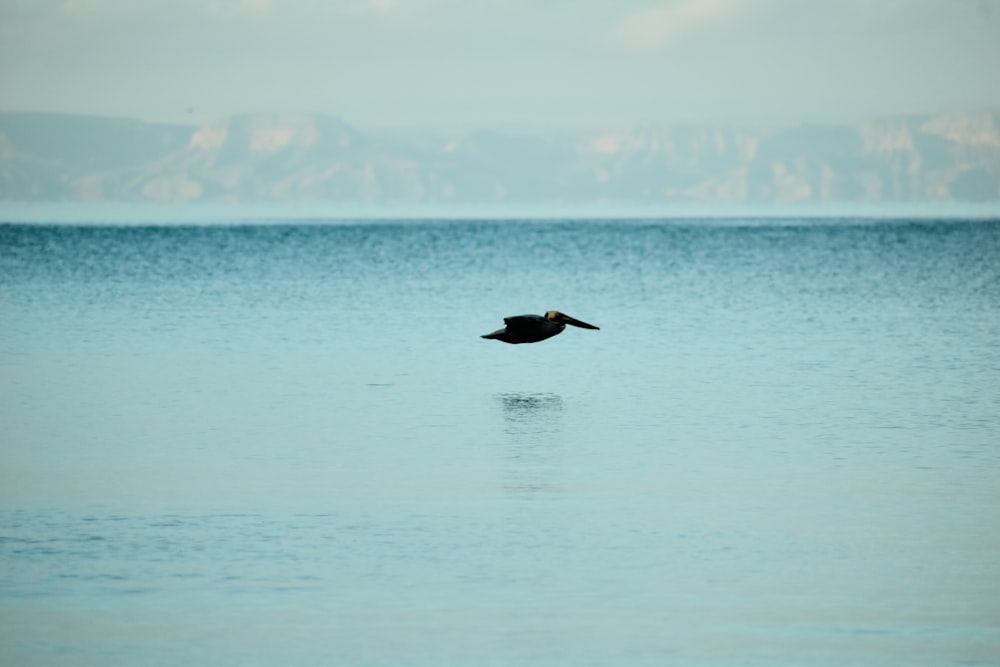 a bird flying over a large body of water